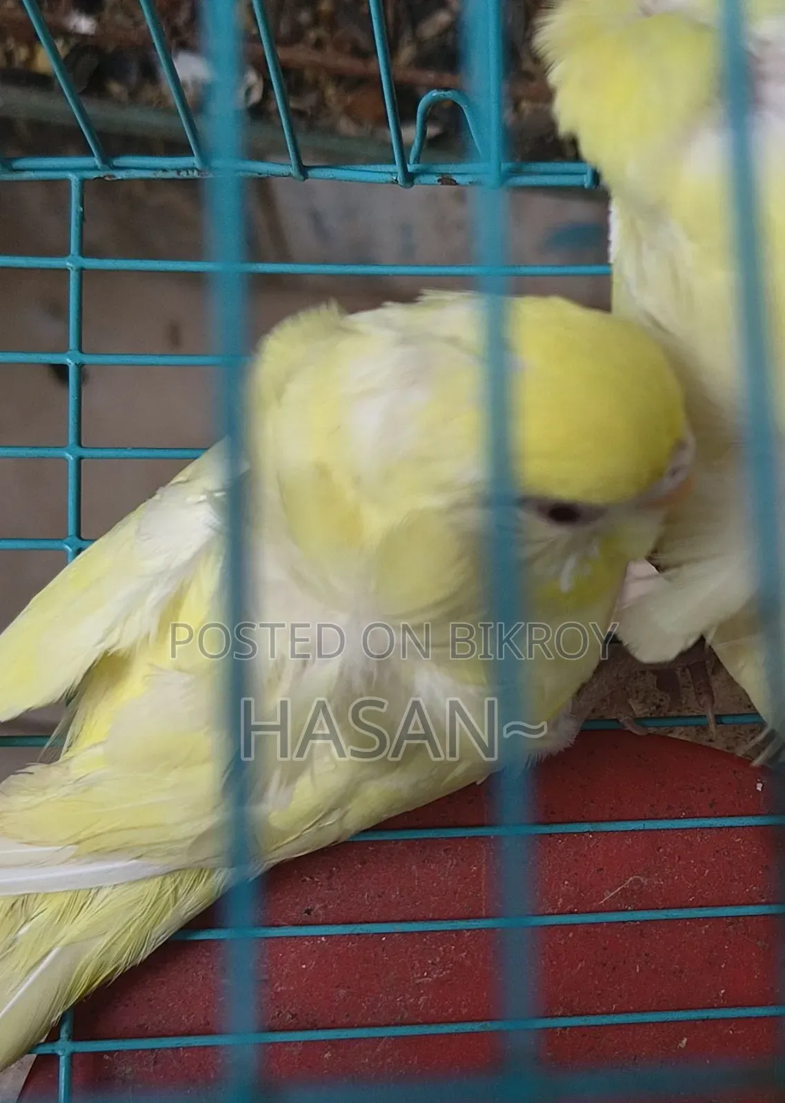 ক্রিমিনো জেপি ফিমেল (লাল চোখ)