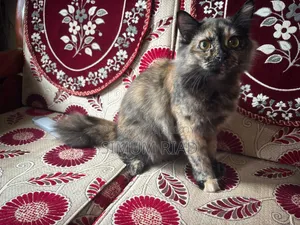 6-12 months Female Purebred Persian