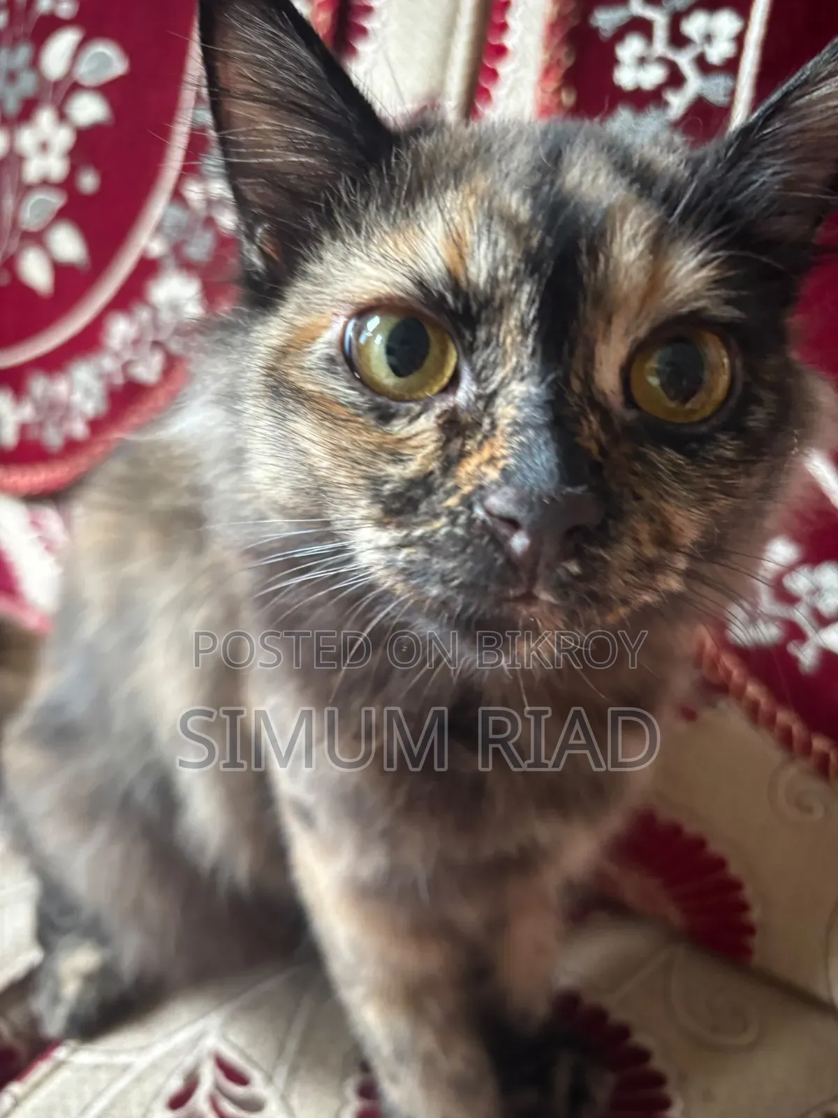 6-12 months Female Purebred Persian