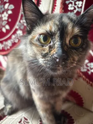 6-12 months Female Purebred Persian