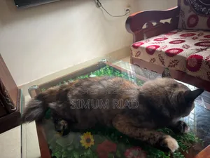 6-12 months Female Purebred Persian