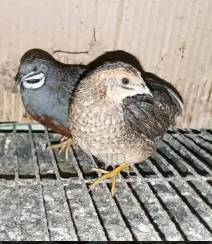 King Quail Pair