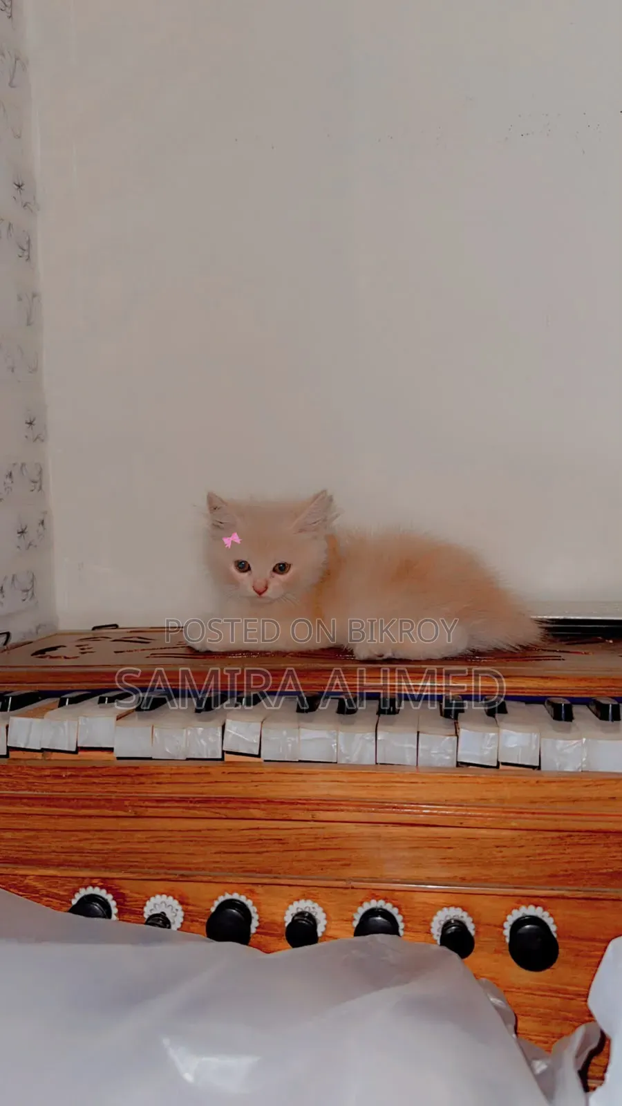 1-3 months Female Purebred Persian