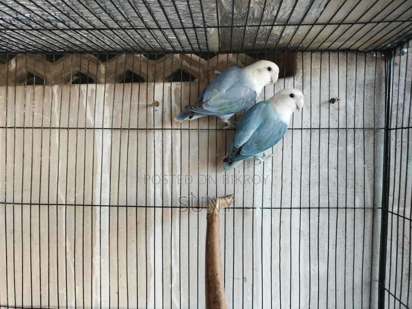 One Pair of Blue Lovebirds and One Adult Lutino Red Eye Male