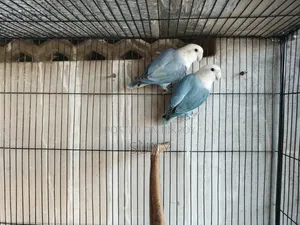 One Pair of Blue Lovebirds and One Adult Lutino Red Eye Male