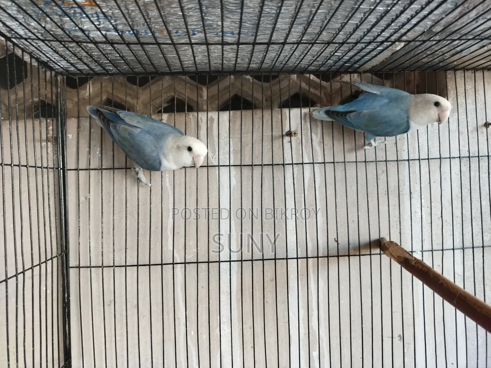 One Pair of Blue Lovebirds and One Adult Lutino Red Eye Male
