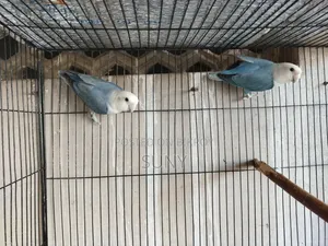 One Pair of Blue Lovebirds and One Adult Lutino Red Eye Male