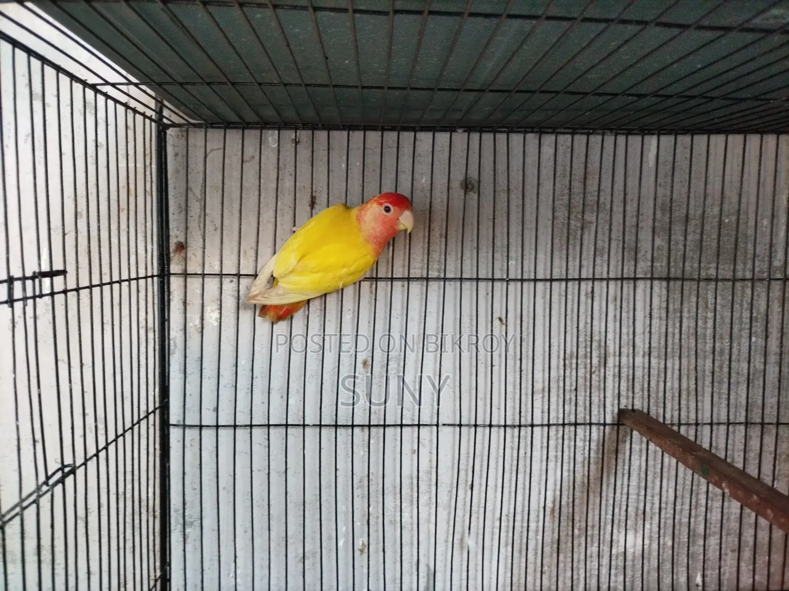 One Pair of Blue Lovebirds and One Adult Lutino Red Eye Male