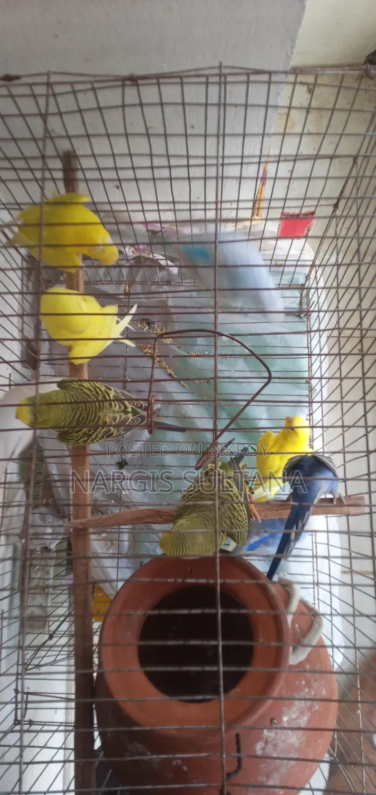 বাজিগর প্রতি পিস