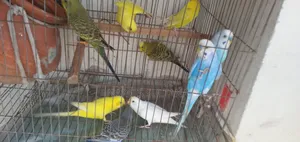 বাজিগর প্রতি পিস