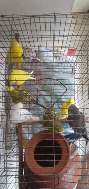 বাজিগর প্রতি পিস