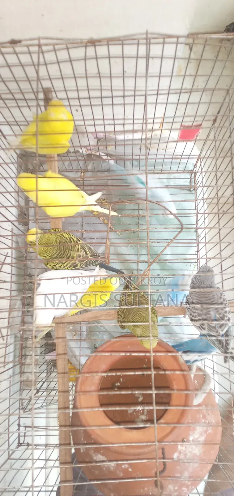 বাজিগর প্রতি পিস