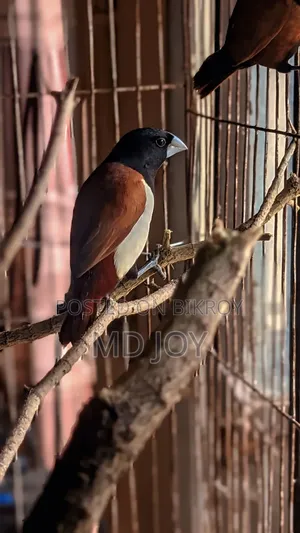 ২ জোড়া কালো জবা পাখি