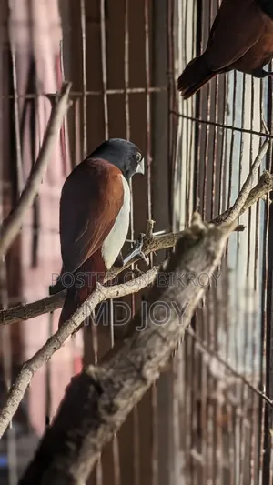 ২ জোড়া কালো জবা পাখি
