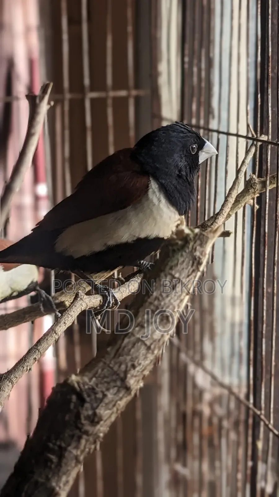 ২ জোড়া কালো জবা পাখি