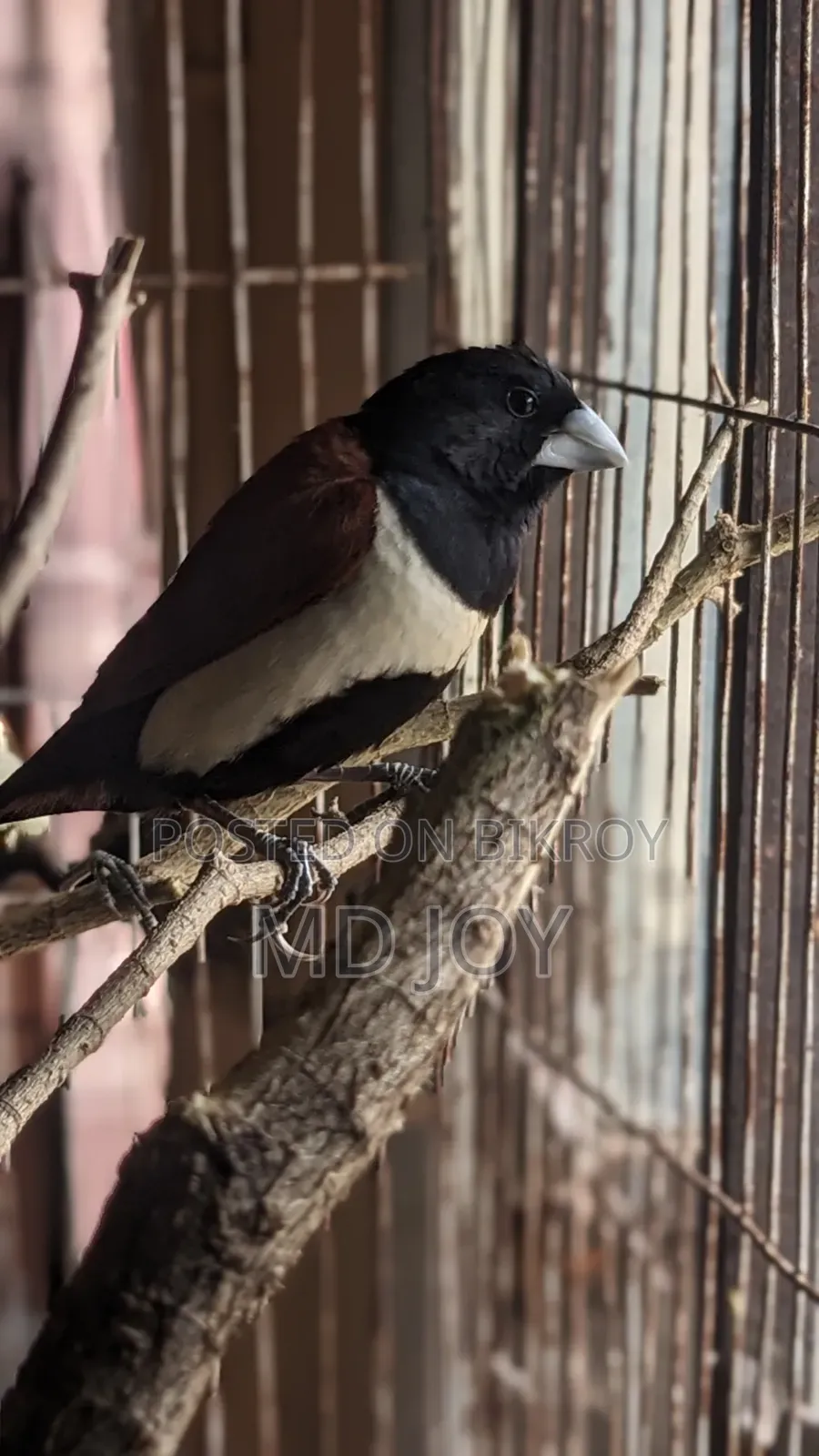 ২ জোড়া কালো জবা পাখি