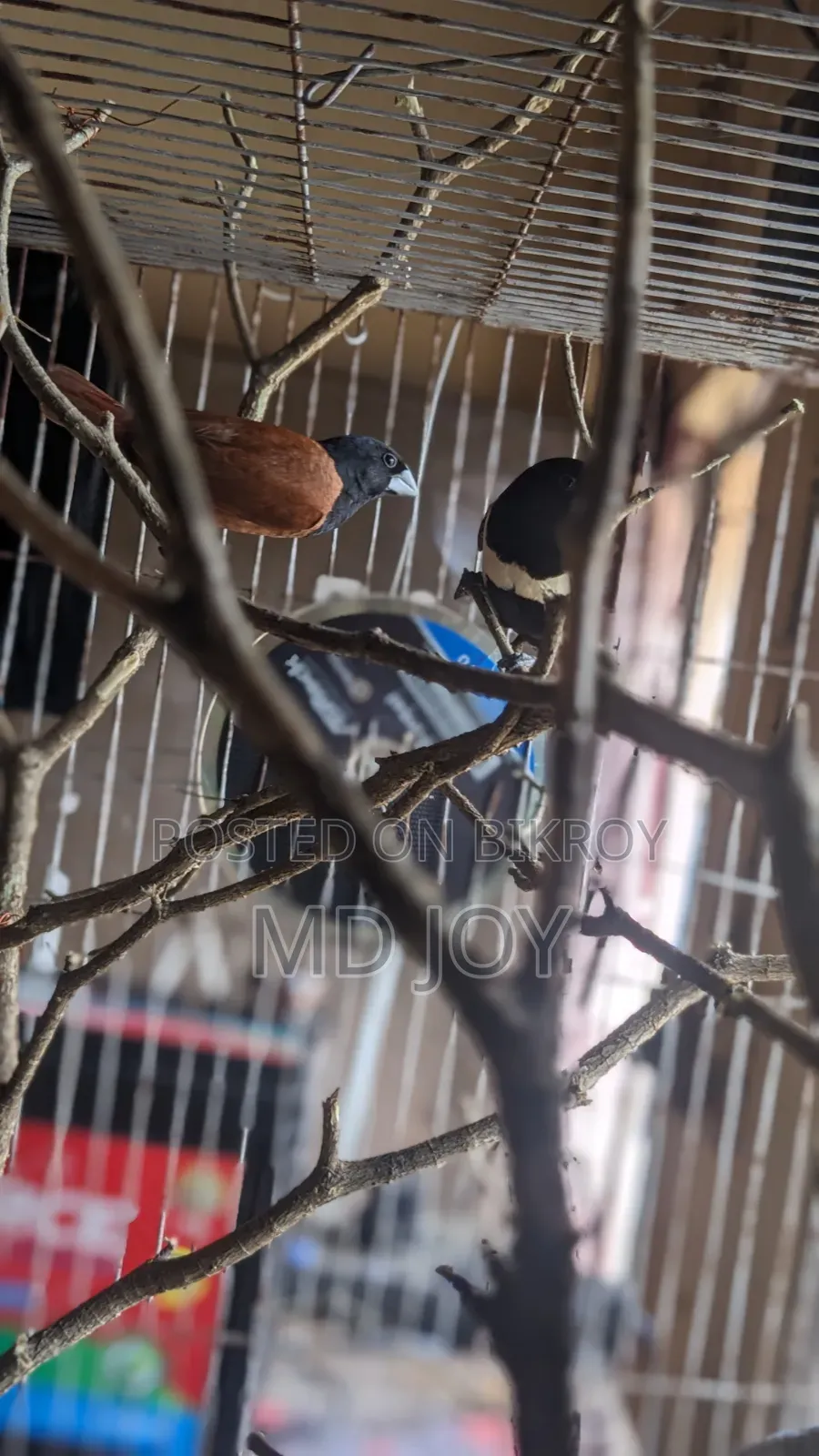 ২ জোড়া কালো জবা পাখি