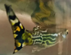 নতুন অ্যাডাল্ট কোব্রা গাপ্পি