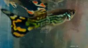 নতুন অ্যাডাল্ট কোব্রা গাপ্পি