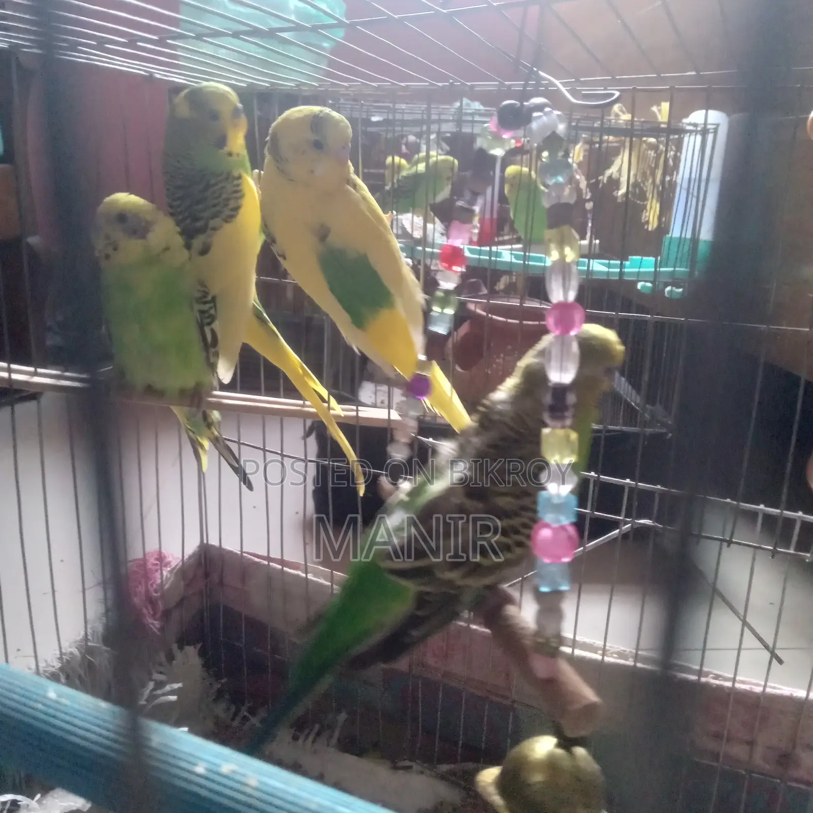 বাজরিকা পাখি বিক্রি হবে