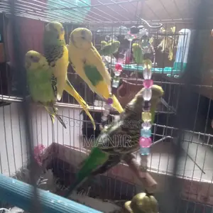 বাজরিকা পাখি বিক্রি হবে
