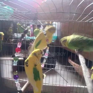বাজরিকা পাখি বিক্রি হবে