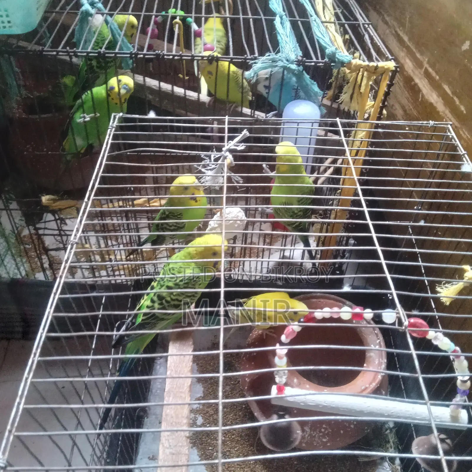 বাজরিকা পাখি বিক্রি হবে