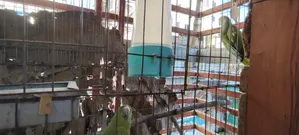 ১ জোড়া ইন্ডিয়ান এলাড কথা বলা রিংনেক টিয়া