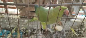 ১ জোড়া ইন্ডিয়ান এলাড কথা বলা রিংনেক টিয়া