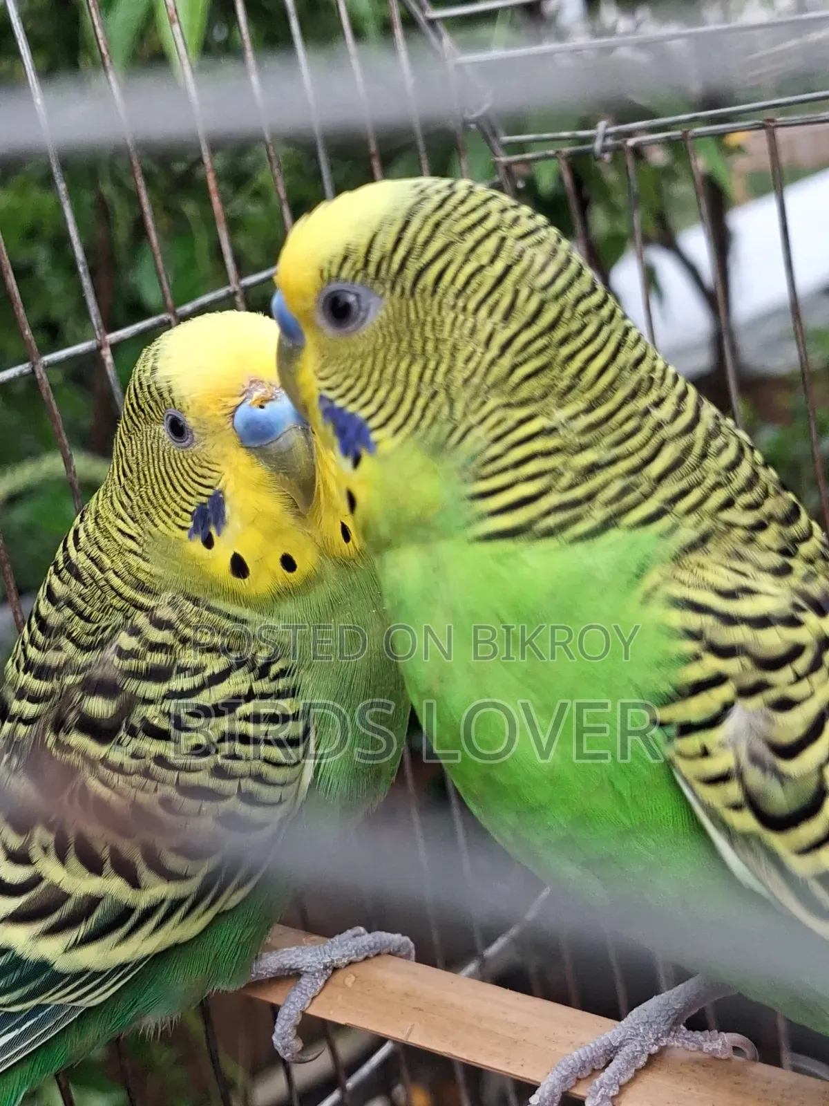 ২টি নর বাজিমগর পাখি