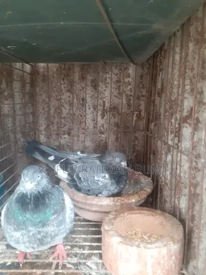 Pigeons for Sale