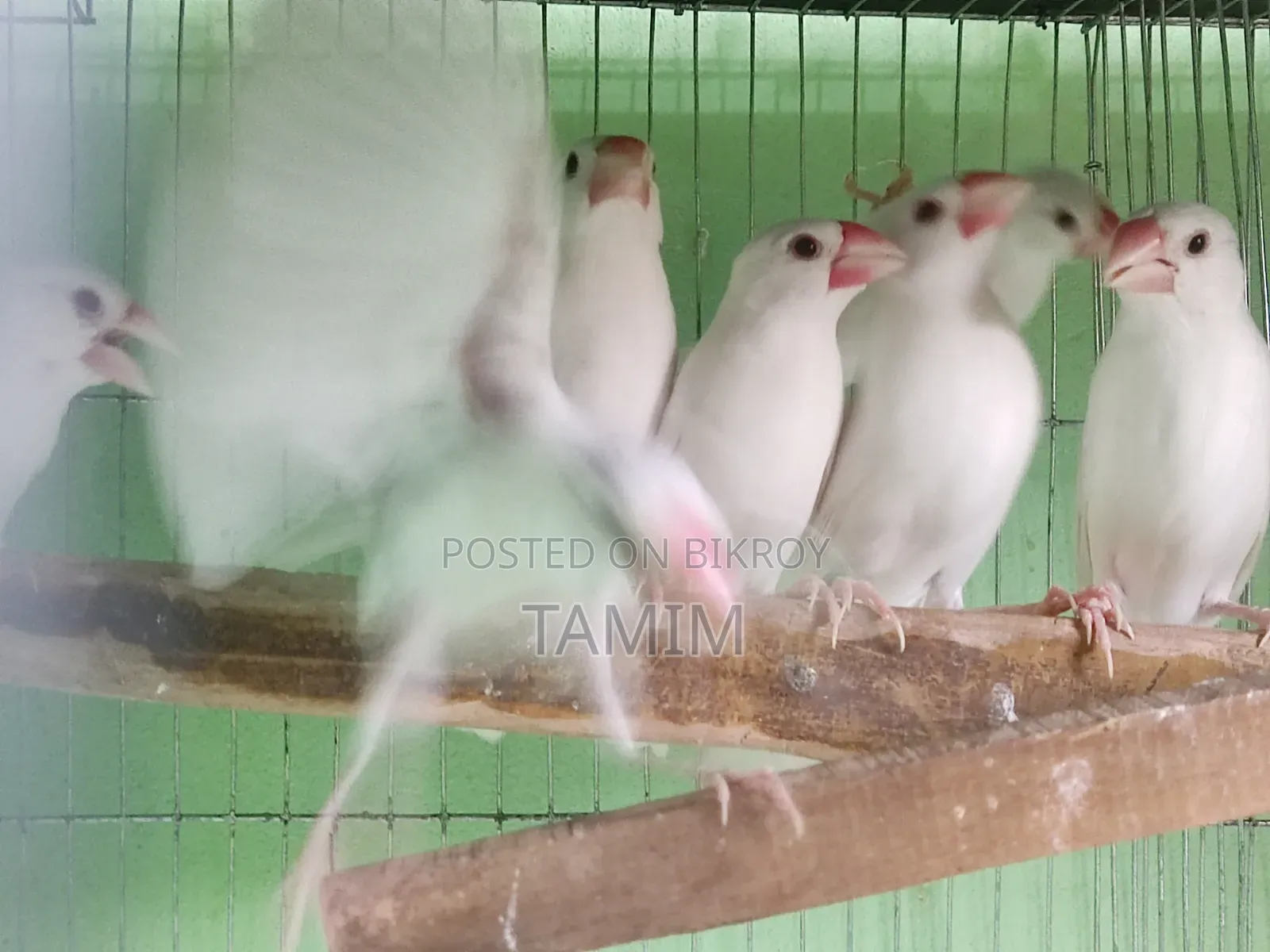 Java Finches 8 Pieces