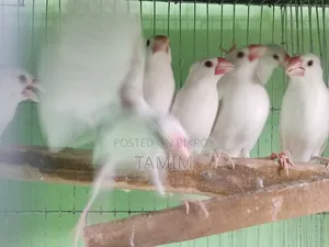 জাভা ৮ পিস