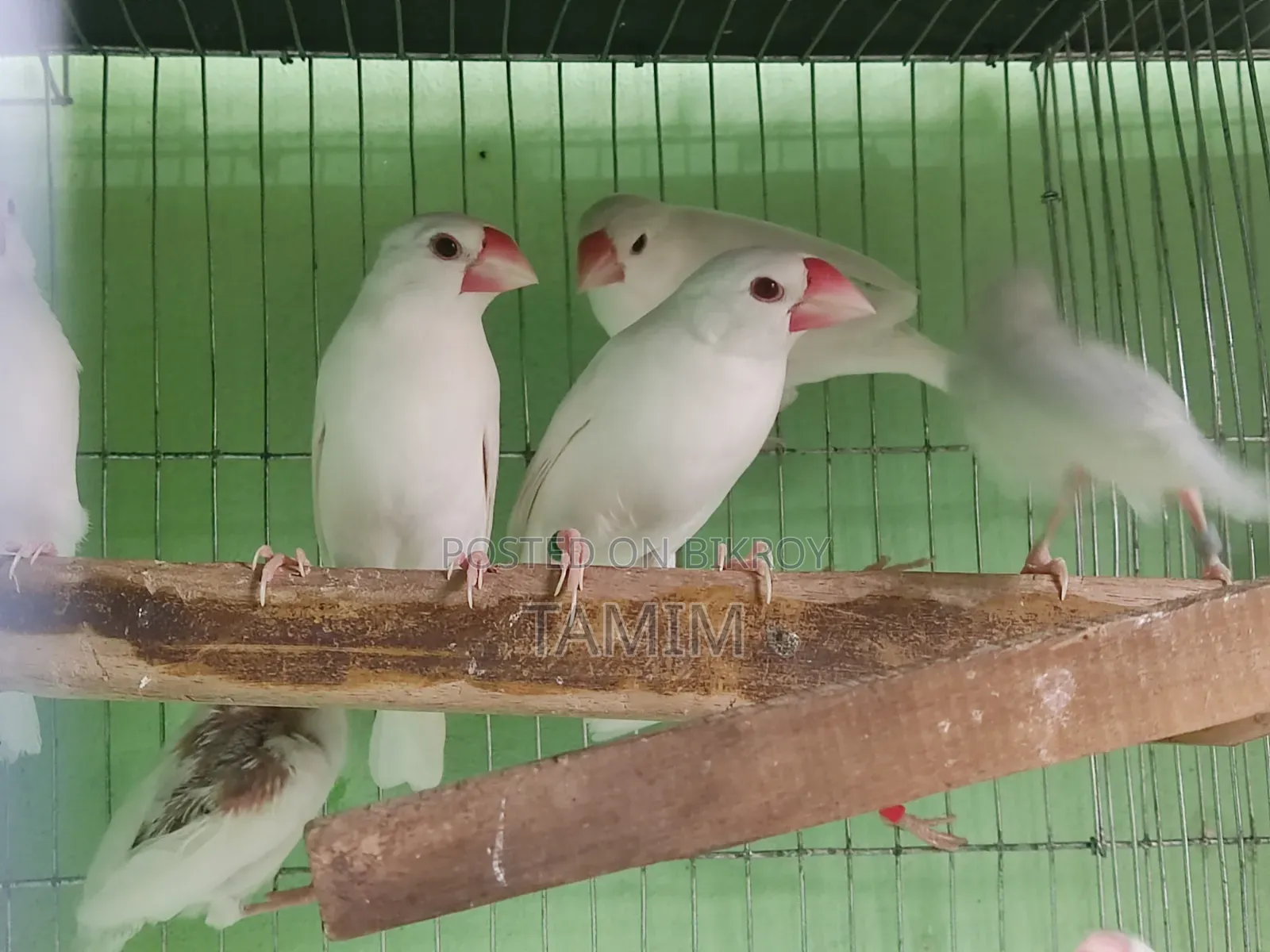 Java Finches 8 Pieces