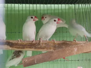 Java Finches 8 Pieces