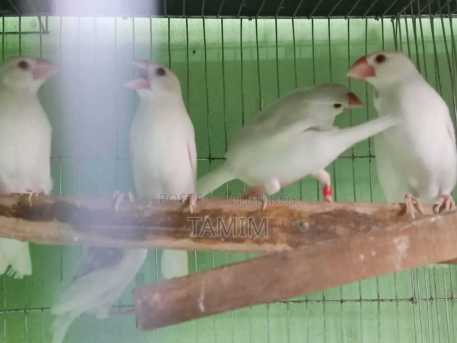 Java Finches 8 Pieces