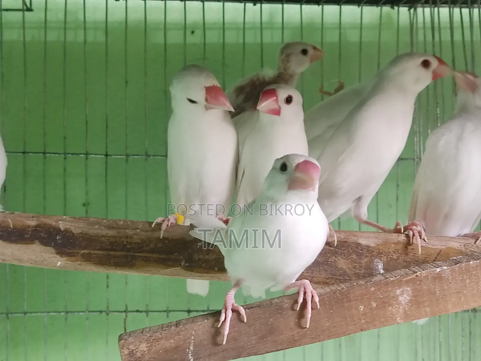 Java Finches 8 Pieces