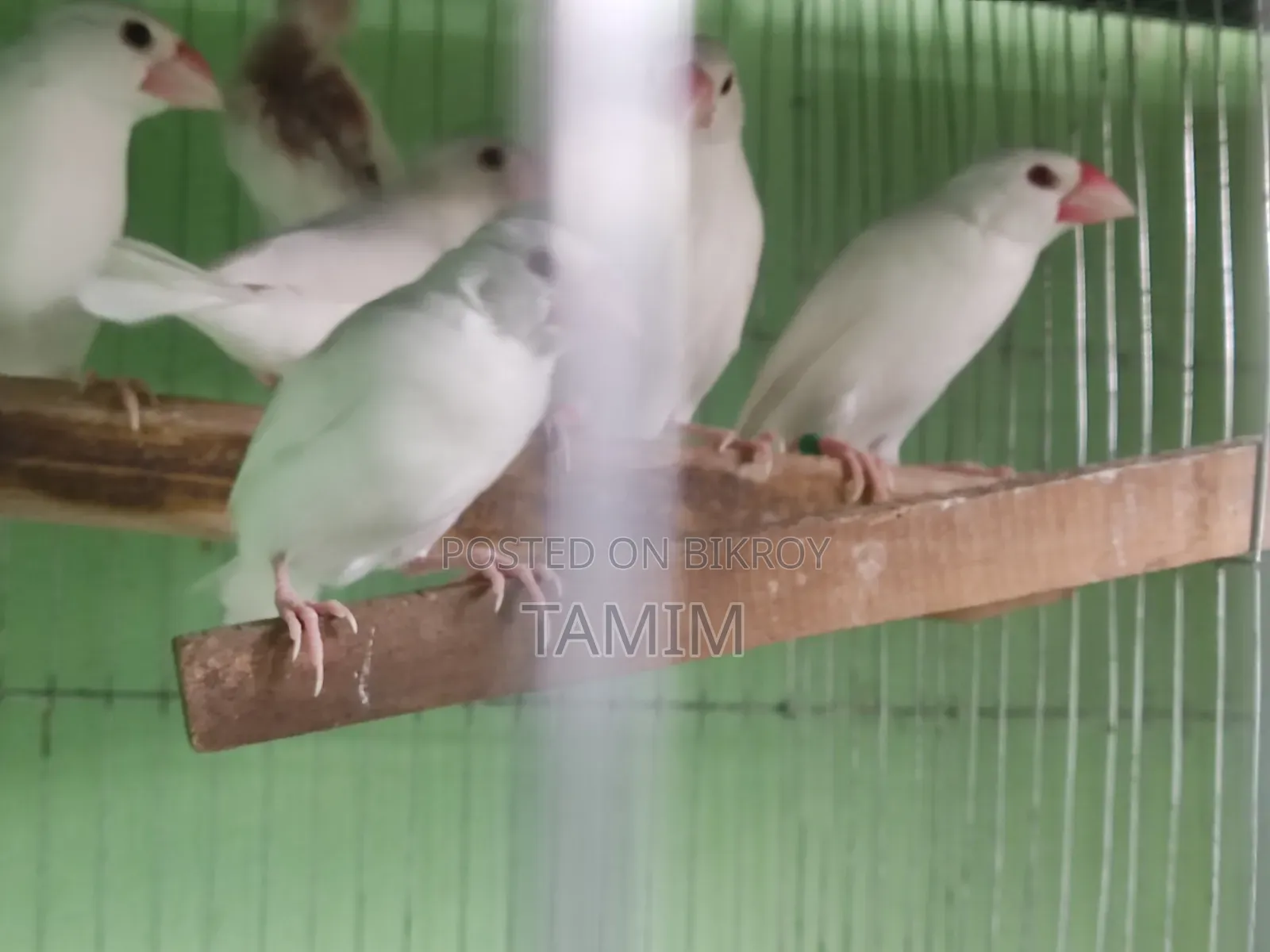 Java Finches 8 Pieces