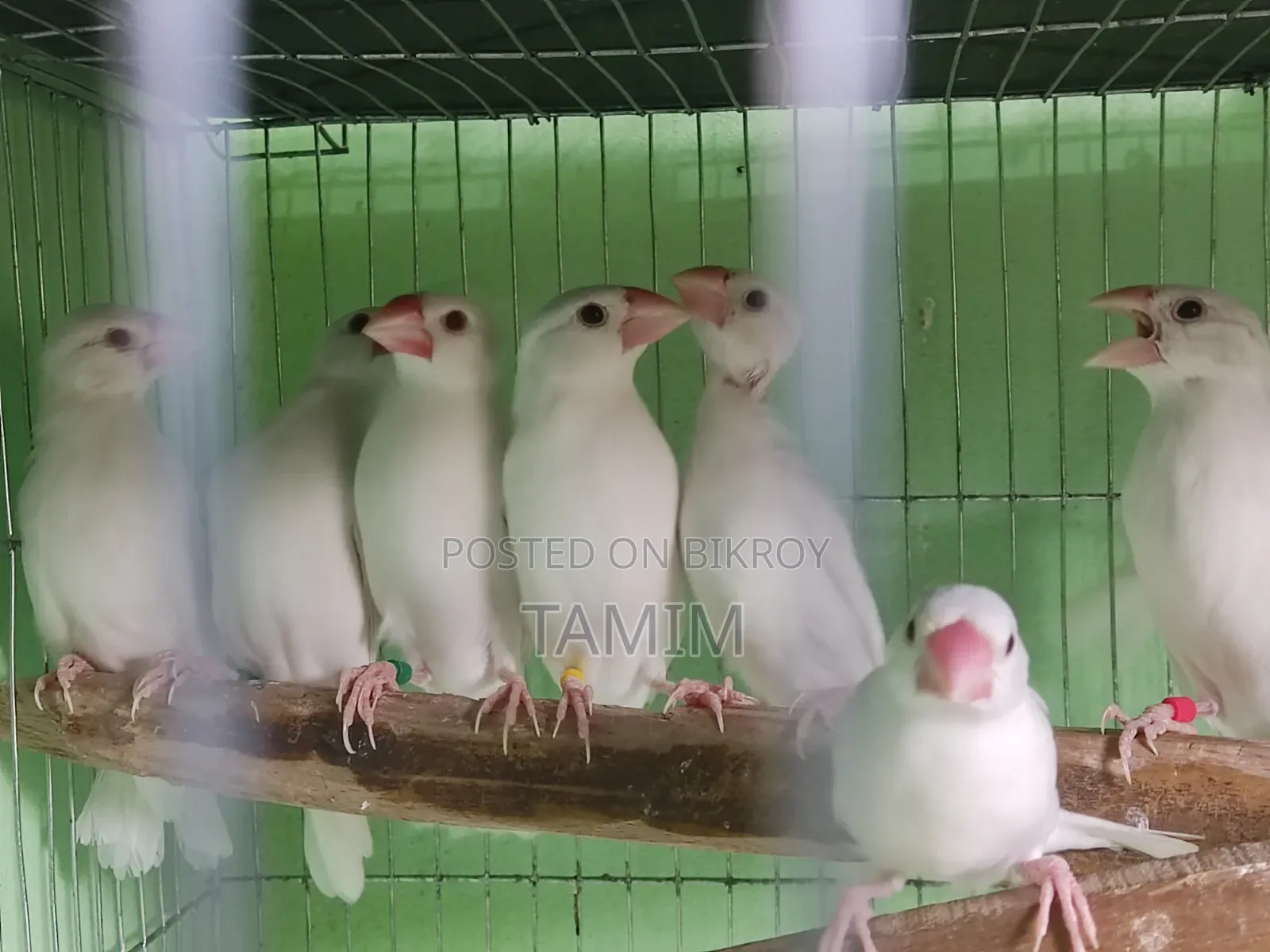 Java Finches 8 Pieces