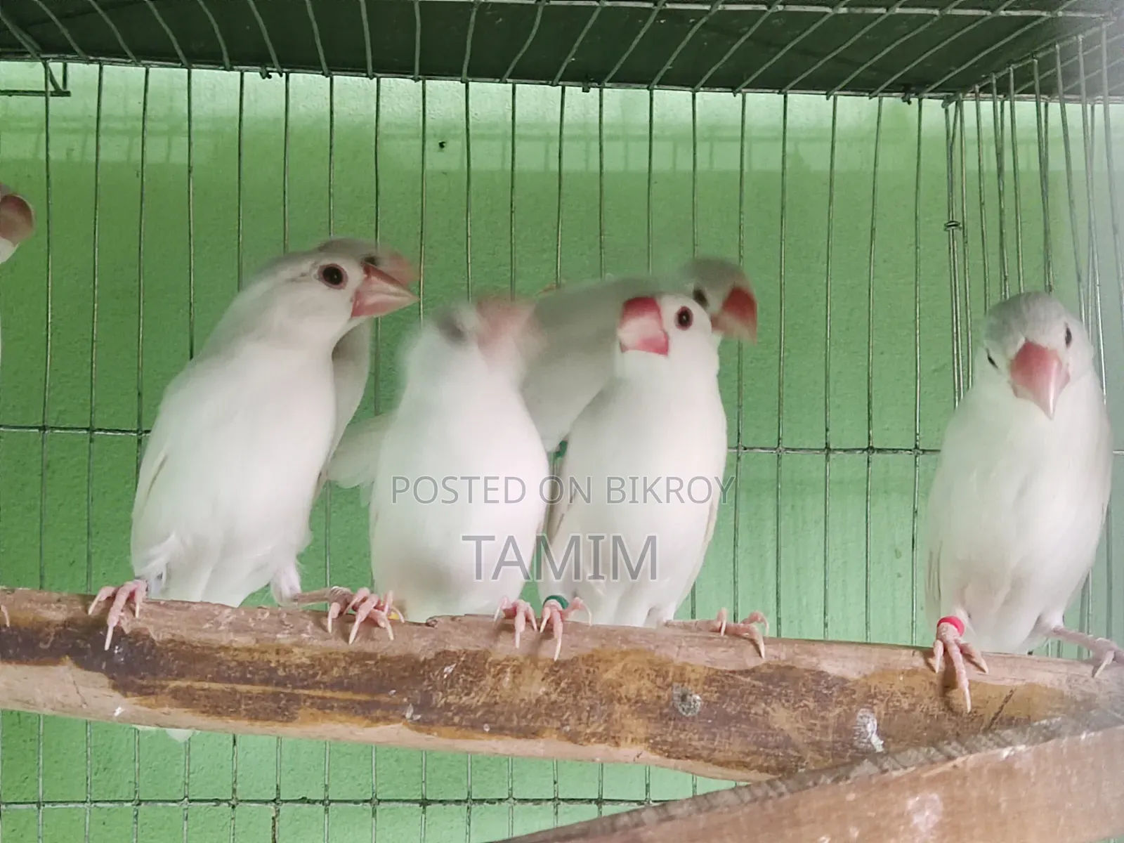 Java Finches 8 Pieces