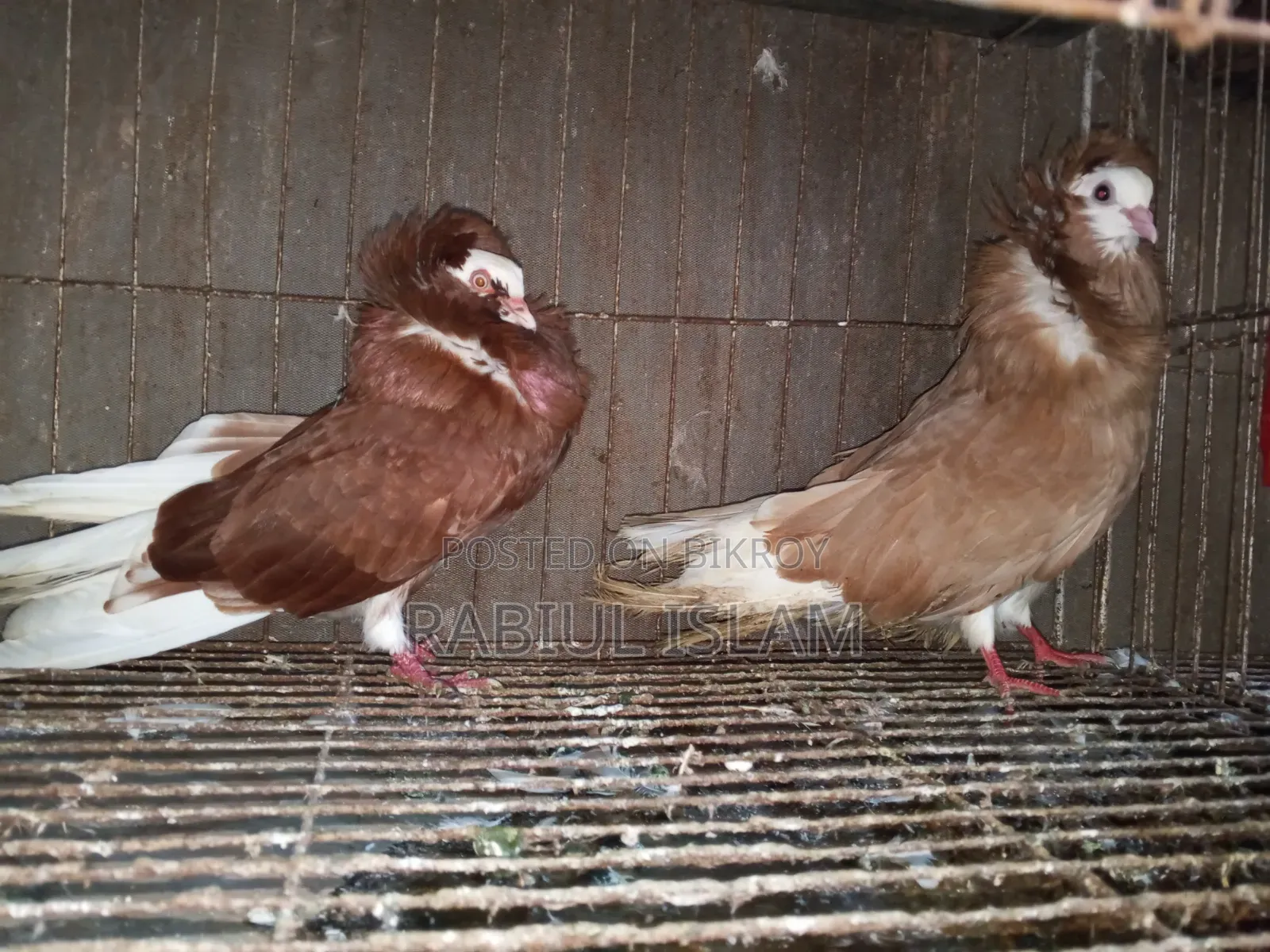 2 Pairs of Jacobin Capuchin for Sale