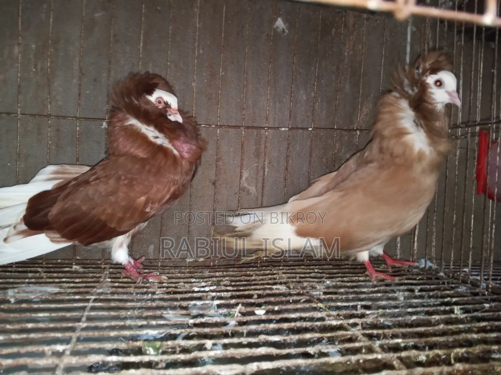 2 Pairs of Jacobin Capuchin for Sale