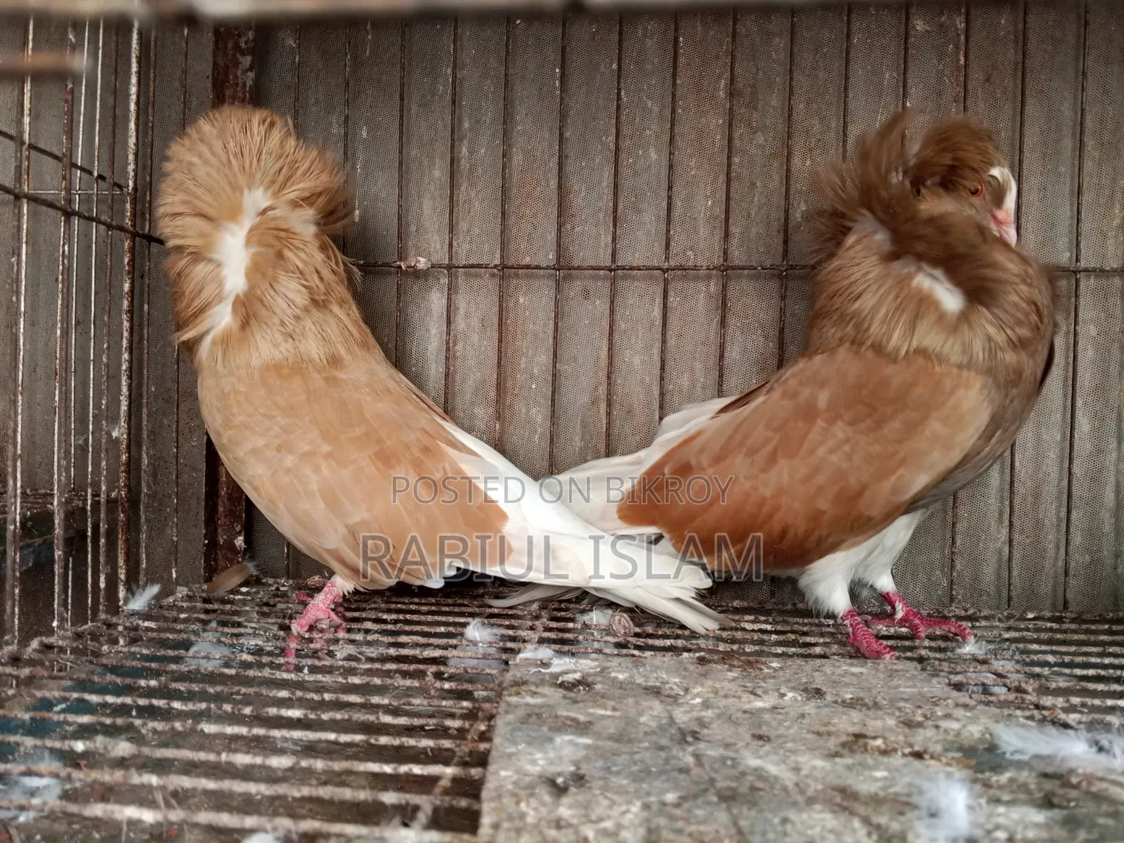2 Pairs of Jacobin Capuchin for Sale
