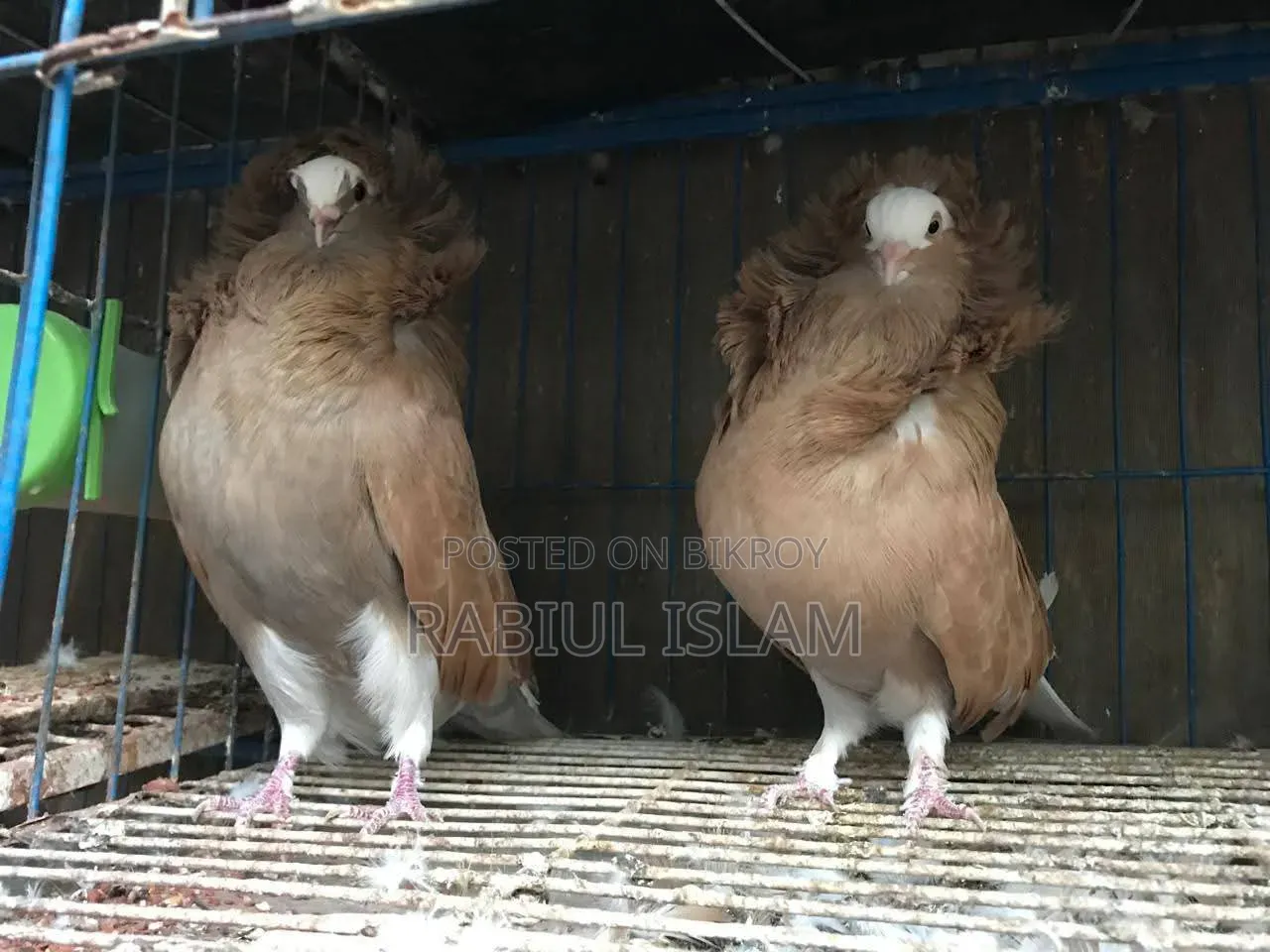 2 Pairs of Jacobin Capuchin for Sale