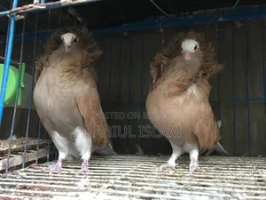 2 Pairs of Jacobin Capuchin for Sale