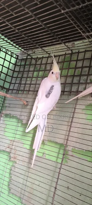 Cockatiel Running Pair