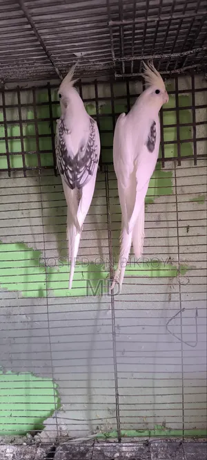 Cockatiel Running Pair