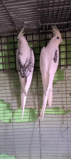 Cockatiel Running Pair