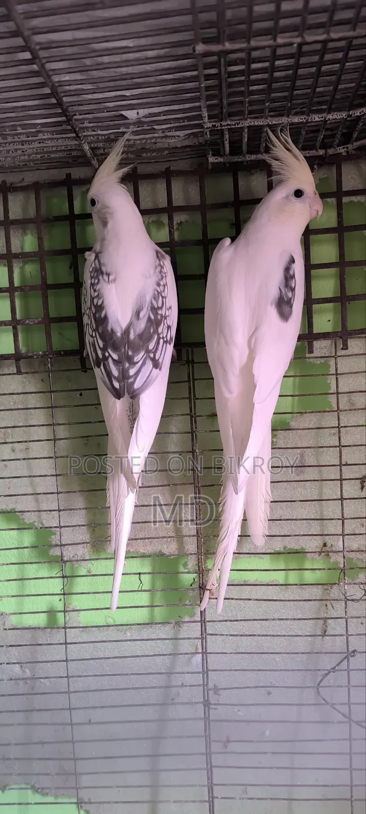 Cockatiel Running Pair