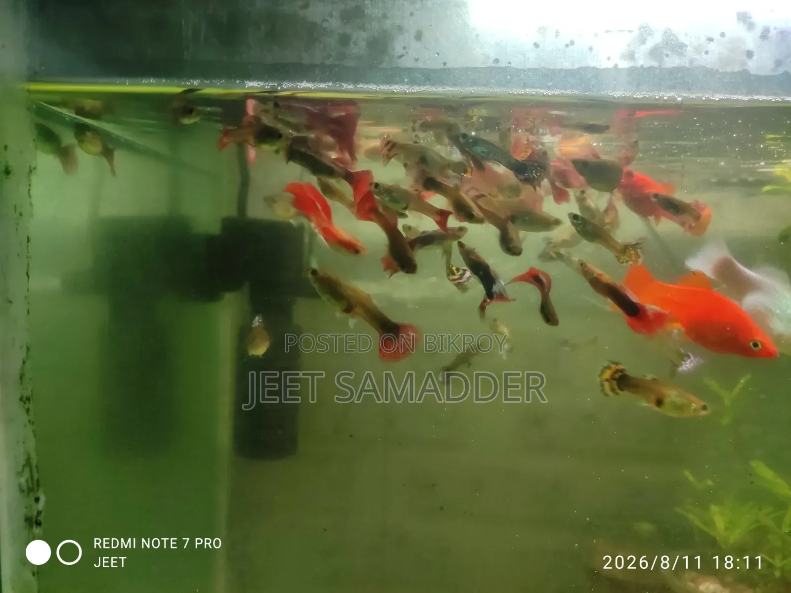 Fish for sale